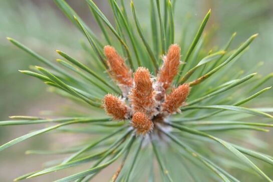 Pinien Knospe fir zervikal Osteochondrose