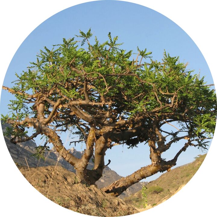 boswellia Bam